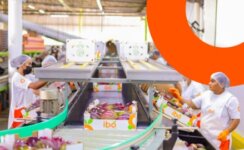 IBÓ FRUTAS adquire sistema de gestão para suportar suas operações