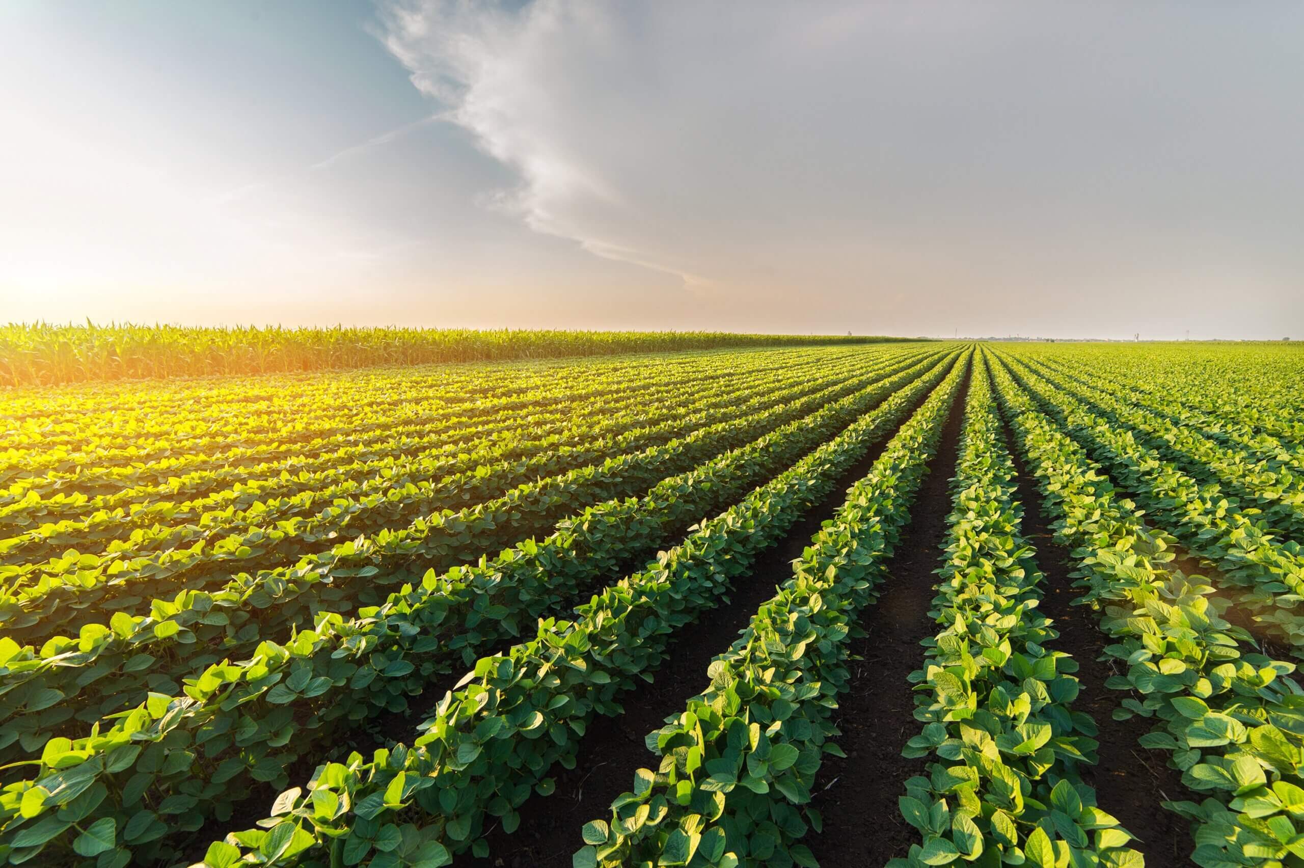 Assinatura digital de receituário agronômico: como fazer?