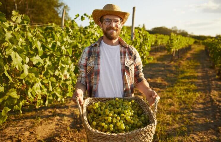 agrônomo segurando cesto de uva